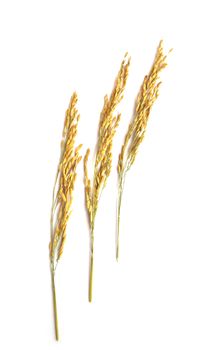 Close up wheat isolated on white background