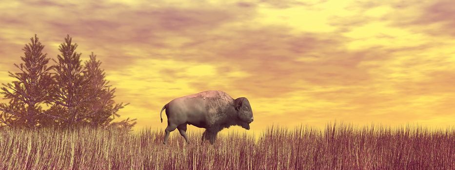 Bison in the grass next to fir trees and walking ahead by brown cloudy day