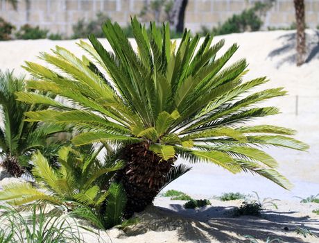 Cycas revoluta - king sago - sago cycad - Japanese sago palm and bright sand
