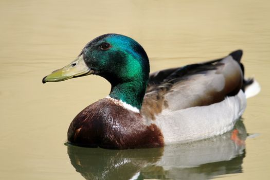 Beautiful male mallard duck swimming on quiet brown water