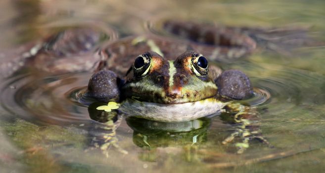 Face of a frog swimming in the pond and croaking so as to have two bubbles around its head