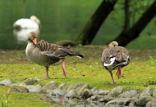 Two wild gooses resting on one leg on the grass next to the lake