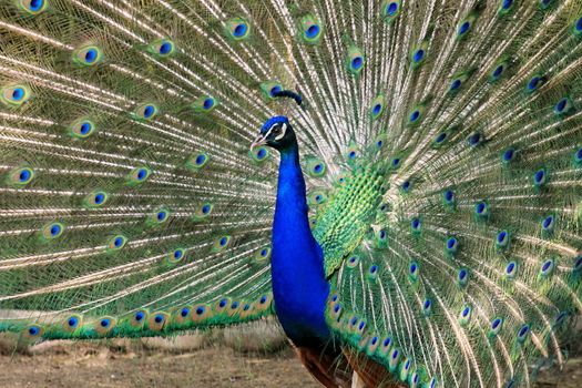 Bright colorful peacock with its colourful tail fully opened