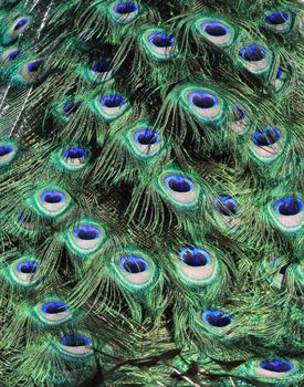 Brightly coloured feathers peacock's tail