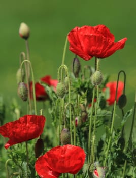 Close up of beautiful red poppies among green grass