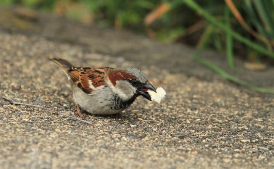 Small sparrow standing on a wall with a little piece of bread in its beak