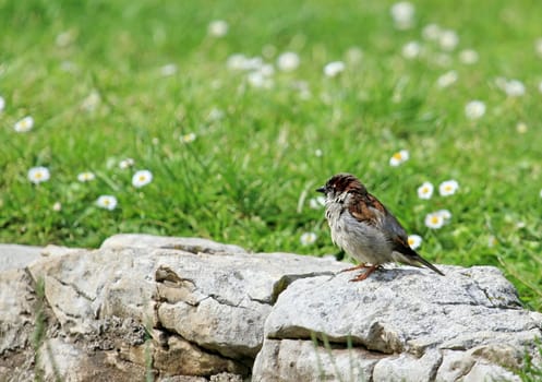 Little sparrow standing on a rock wall next to green grass and flowers