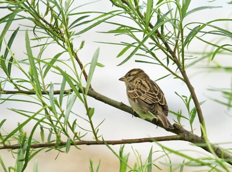 Small sparrow standing on a branch with little green leaves