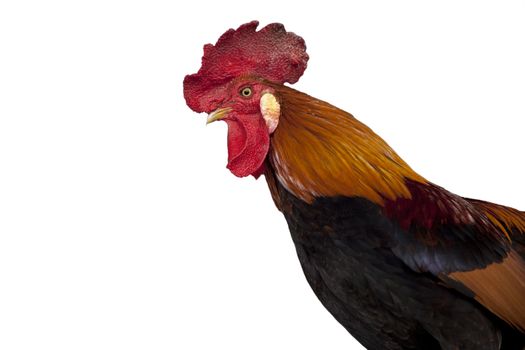 Profile of a rooster  isolated on white background