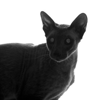 shorthair oriental cat close up silhouette, peterbald