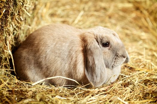 gray lop-earred rabbit on hayloft, close up