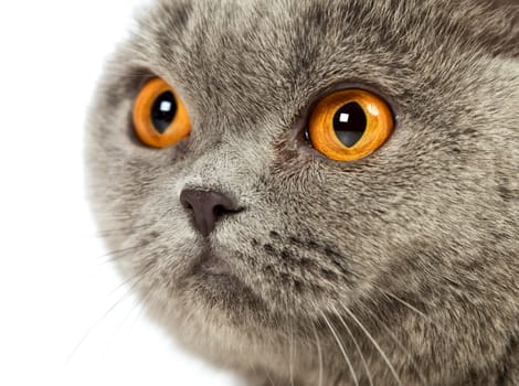 blue british shorthair cat, close up portrait