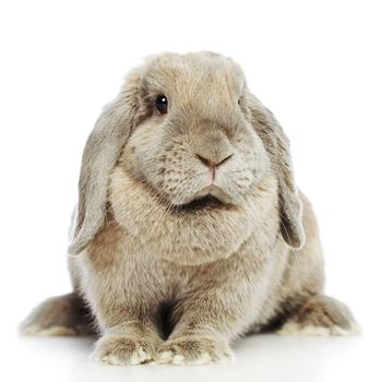 gray lop-earred rabbit, isolated on white background