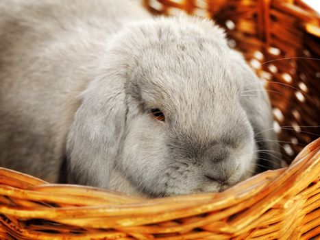 gray lop-earred rabbit in wicker basket, close up