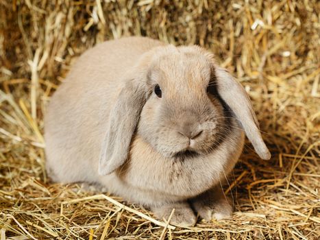 gray lop-earred rabbit on hayloft, close up