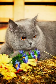 funny blue british shorthair cat on hayloft