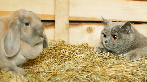 british shorthair cat and lop rabbit on hayloft