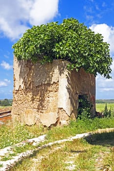 Olive tree growing in an old ruin in the countryside from Portugal
