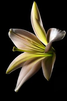 bold white stargazer lily flower on black background