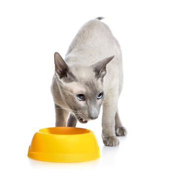 shorthair oriental cat, peterbald, angry standing near bowl