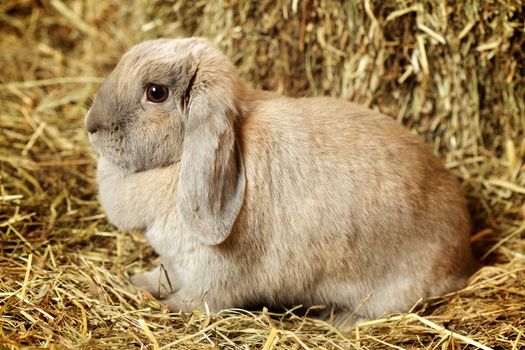 gray lop-earred rabbit on hayloft, close up