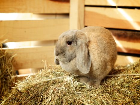 gray lop-earred rabbit on hayloft, close up