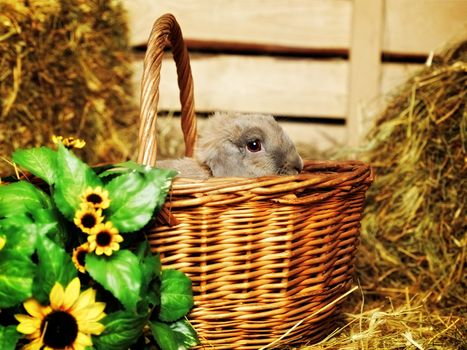 gray lop-earred rabbit in basket on hayloft