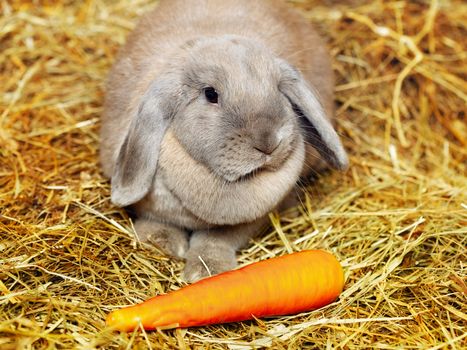 gray lop-earred rabbit on hayloft, rural scene