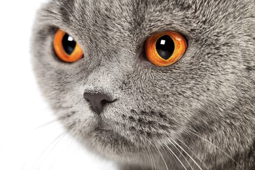 blue british shorthair cat, close up portrait