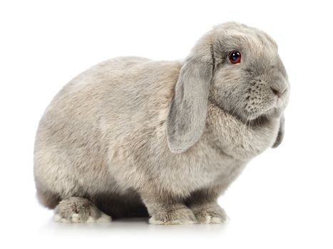 gray lop-earred rabbit, isolated on white background