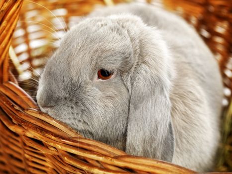 gray lop-earred rabbit in wicker basket, close up