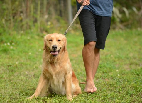 yellow lab on leash with owner or guardian taking it for walk