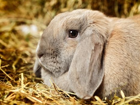 gray lop-earred rabbit on hayloft, close up