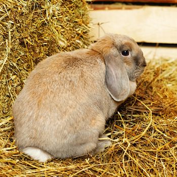 gray lop-earred rabbit on hayloft, close up