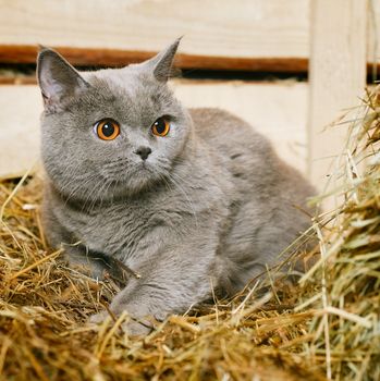 funny blue british shorthair cat on hayloft