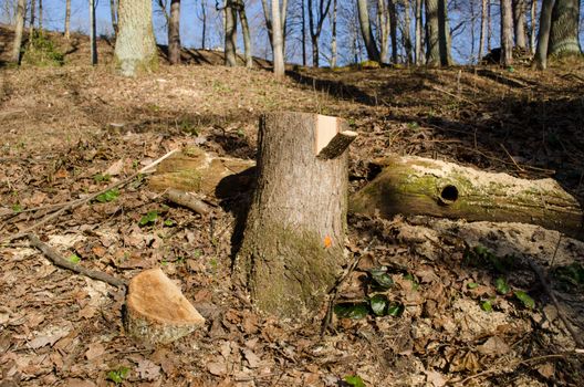 cut tree trunk stump with paint mark on it. deforestation area in forest park.