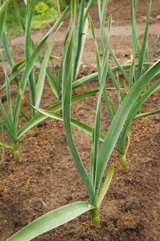 Green plant garlic on a bed of spring