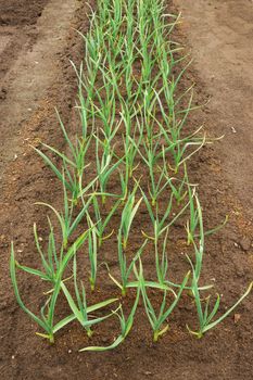 Green plant garlic on a bed of spring