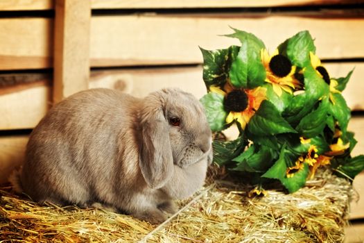 gray lop-earred rabbit on hayloft, rural scene