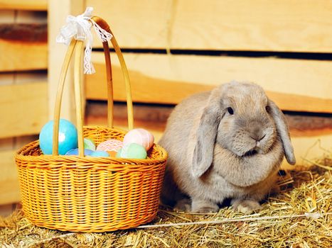 gray lop-earred rabbit and Easter basket on hayloft