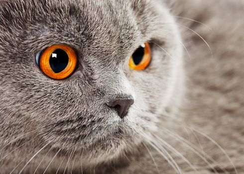 blue british shorthair cat, close up portrait