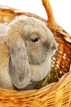 gray lop-earred rabbit in wicker basket, close up