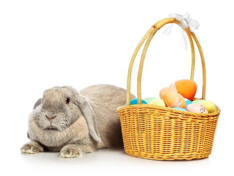 gray lop-earred rabbit and Easter basket, isolated on white