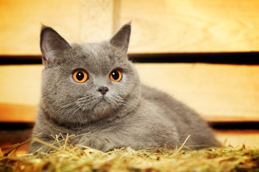 funny blue british shorthair cat on hayloft