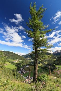 larch over Cordevole valley in Ronch, Veneto, Italy