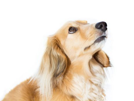 Blond miniature long hair dachshund looking up on white background