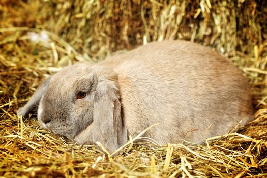 gray lop-earred rabbit on hayloft, close up