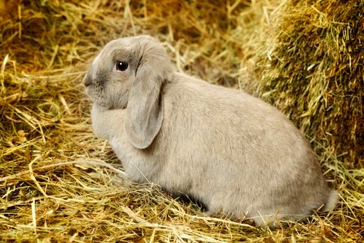 gray lop-earred rabbit on hayloft, close up