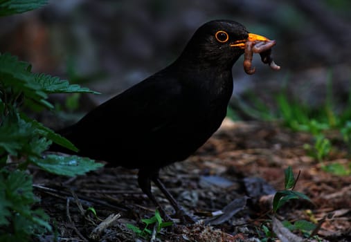 close up of blackbird eating worm