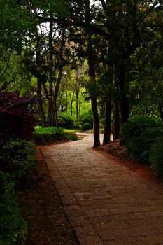 Path through a tree in the park